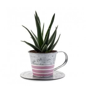 Contenant en zinc tasse - Renaud Distribution - Grossiste fleuriste - Fournisseur fleuriste