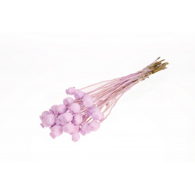 Bouquet de papavert - Plusieurs couleurs disponibles - grossiste fleuriste