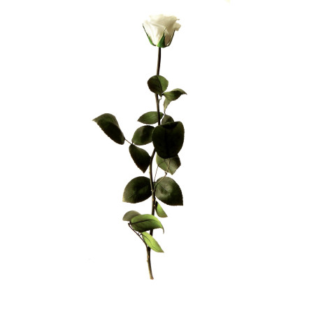 Rose éternelle tigée Amorosa 53cm - Plusieurs coloris