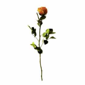 Rose éternelle tigée Amorosa 53cm - Plusieurs coloris