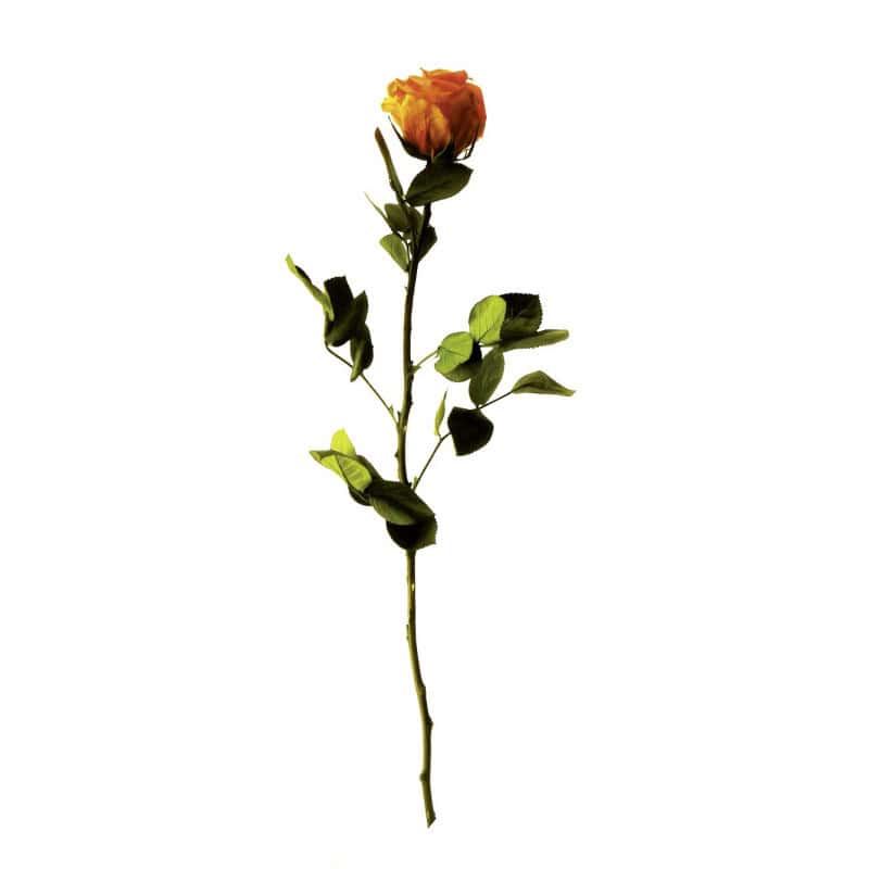 Rose éternelle tigée Amorosa 53cm - Plusieurs coloris Rose éternelle tigée Amorosa 53cm - Plusieurs coloris