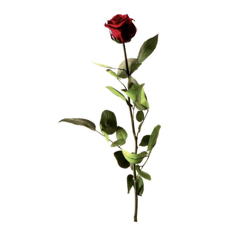 Rose éternelle tigée Amorosa 53cm - Plusieurs coloris