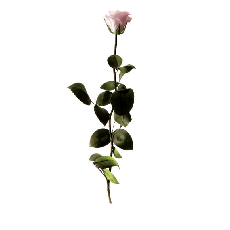 Rose éternelle tigée Amorosa 53cm - Plusieurs coloris Rose éternelle tigée Amorosa 53cm - Plusieurs coloris