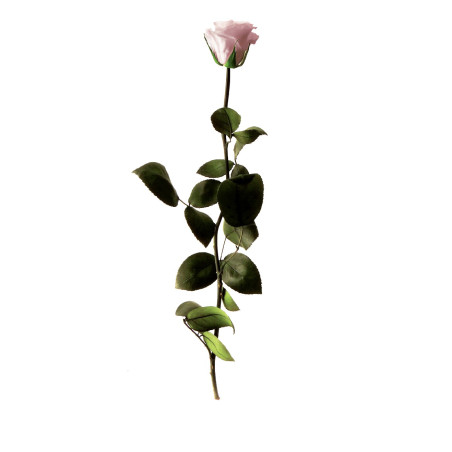 Rose éternelle tigée Amorosa 53cm - Plusieurs coloris