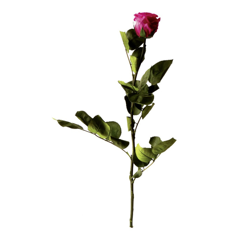 Rose éternelle tigée Amorosa 53cm - Plusieurs coloris