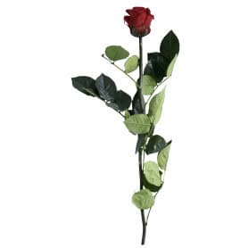 Rose éternelle tigée Amorosa 53cm - Plusieurs coloris