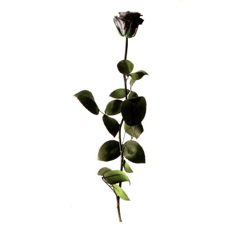 Rose éternelle tigée Amorosa 53cm - Plusieurs coloris