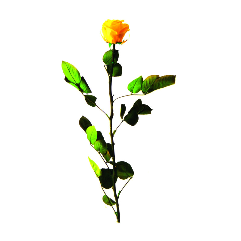 Rose éternelle tigée Amorosa 53cm - Plusieurs coloris
