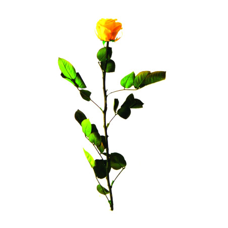 Rose éternelle tigée Amorosa 53cm - Plusieurs coloris