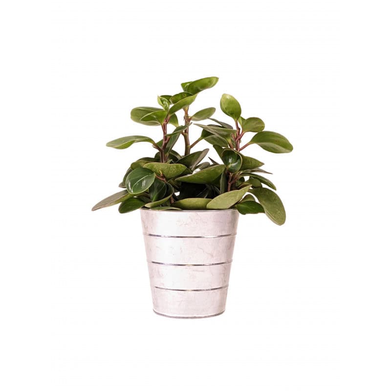 Pot rond zinc strié 5 tailles contenant grossiste Pot rond zinc strié 5 tailles contenant grossiste