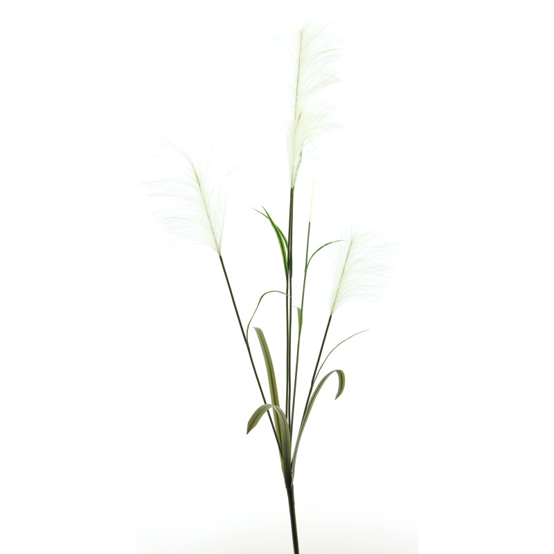 Branche Gynerium 145 CM - Chadoux
