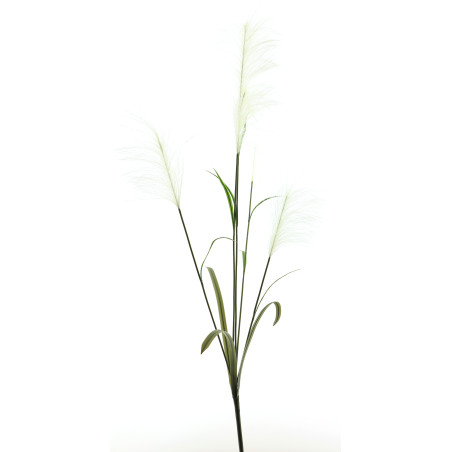 Branche Gynerium 145 CM - Chadoux