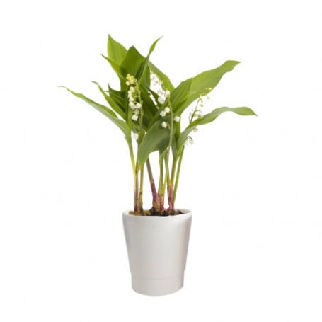 Pot céramique blanc muguet phaléno contenant grossiste fleuriste