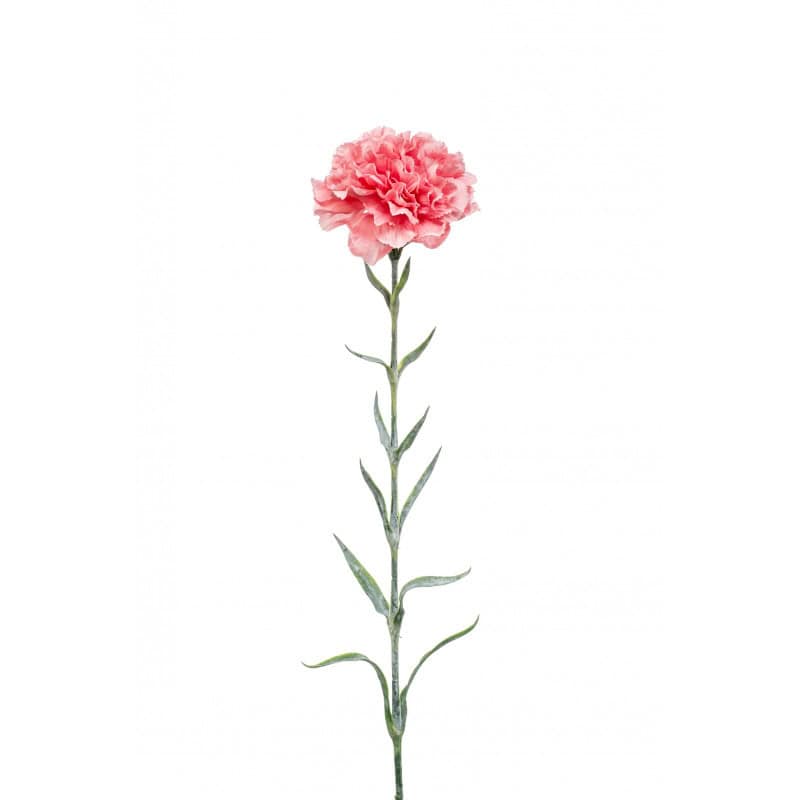 Dianthus H. 67cm - Edana