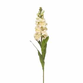 Matthiola H. 70cm - Gesy