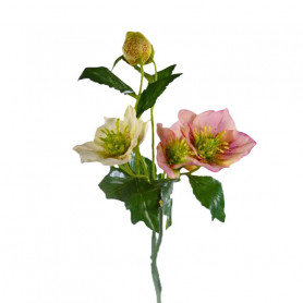 Rose de noël - Hellébore - Plusieurs couleurs - grossiste fleurs stabilisées