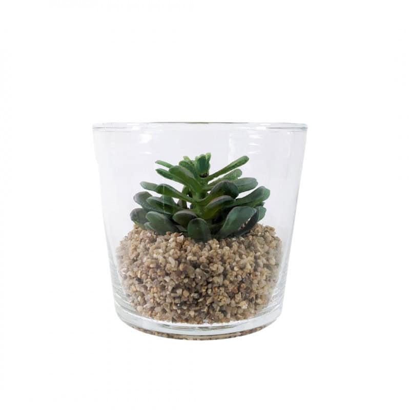 Pot et succulente Kakté - Grossiste déco Pot et succulente Kakté - Grossiste déco