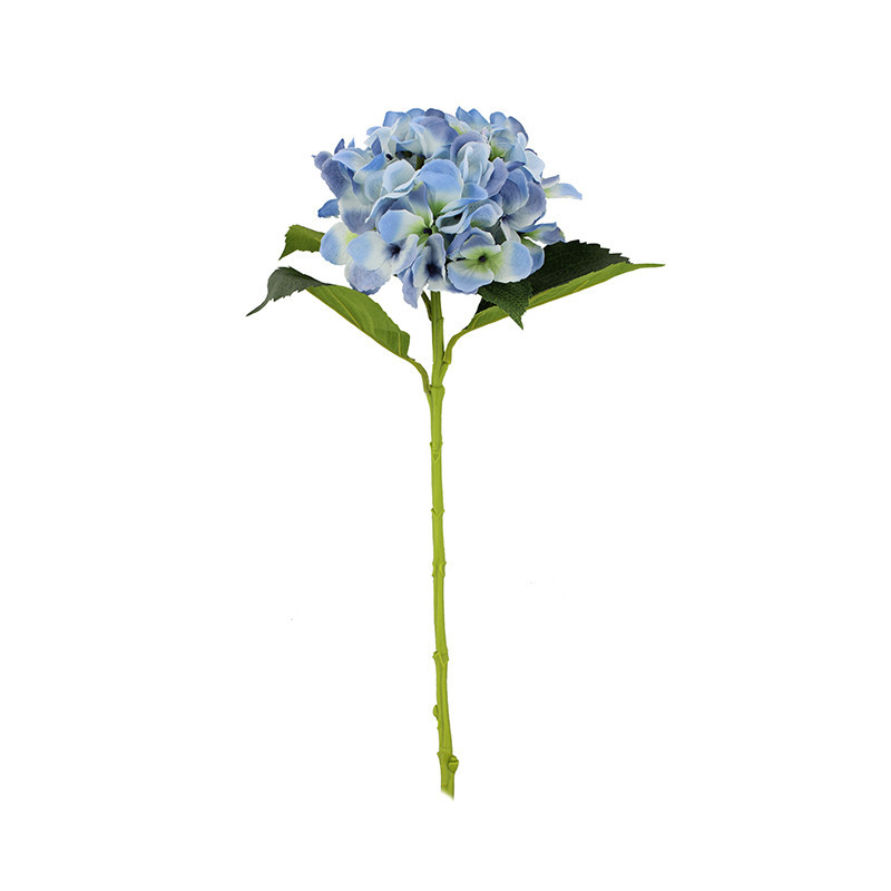 Hortensia - Furna