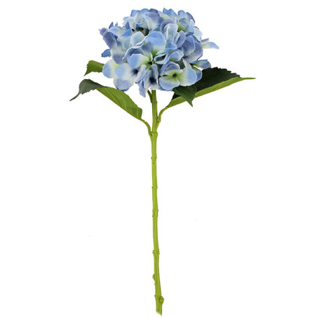 Hortensia - Furna