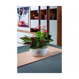 Coupe 3 orchidées 2 coloris contenant fleuriste grossiste