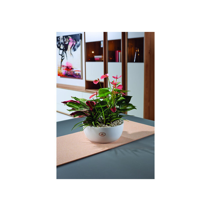 Coupe 3 orchidées 2 coloris contenant fleuriste grossiste