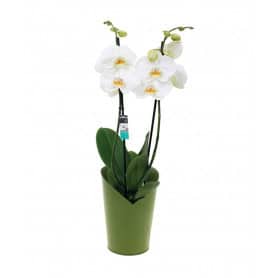 Cache pot zinc - Contenant zinc - Grossiste fleuriste - Fournisseur fleuriste