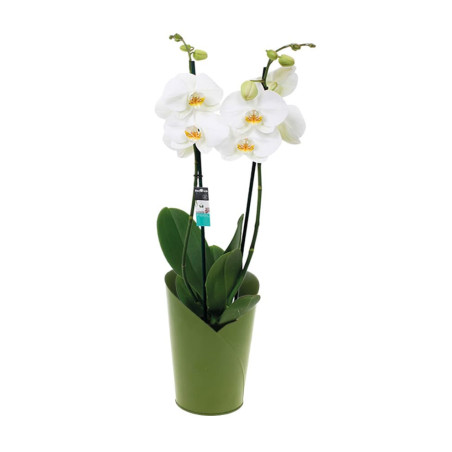 Cache pot zinc - Contenant zinc - Grossiste fleuriste - Fournisseur fleuriste