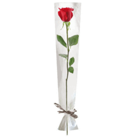 Paquet de 100 étuis à rose 16cm x 80cm - Eliana
