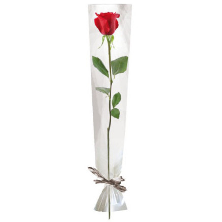 Paquet de 100 étuis à rose 16cm x 80cm - Eliana