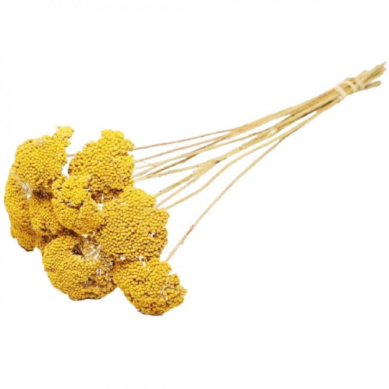 Achillea naturel sec décoration grossiste Achillea naturel sec décoration grossiste
