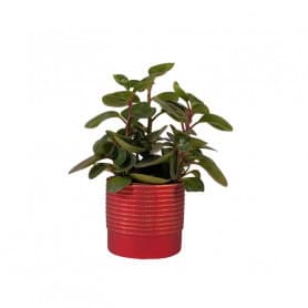 Cache-pot lignes rouge contenant noël grossiste