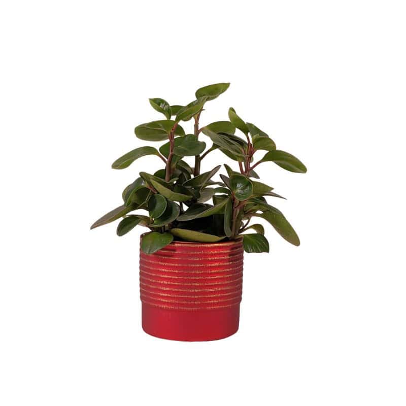 Cache-pot lignes rouge contenant noël grossiste Cache-pot lignes rouge contenant noël grossiste