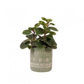 Cache-pot à motifs - Grossiste fleuriste - Fournisseur fleuriste - Renaud Distribution