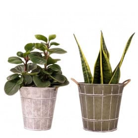 Cache-pot - Contenant zinc - Fournisseur fleuriste - Renaud Distribution - Noël