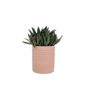 Cache-pot en céramique terracotta - Acheneau - Contenants - Grossiste