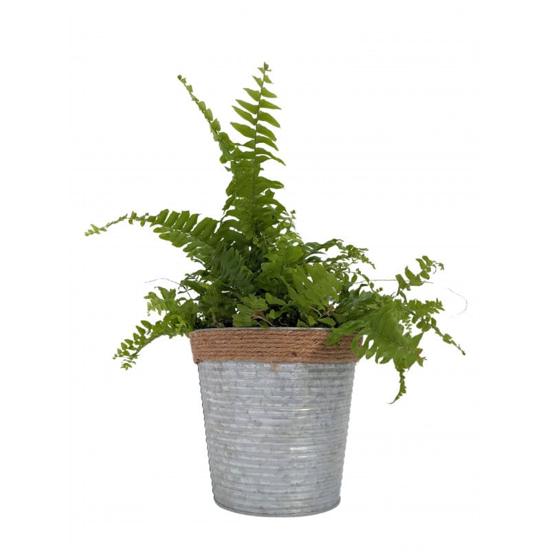 Cache-pot en zinc et corde 3 tailles - Abloux - Contenants - Grossiste