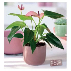 Cache-pot vieux rose plusieurs couleurs - Seria - Contenants - Grossiste