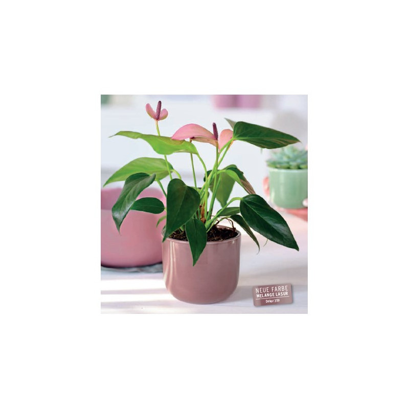 Cache-pot vieux rose plusieurs couleurs - Seria - Contenants - Grossiste