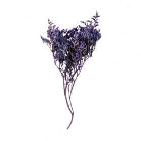 Botte de statice sinuata séchée Etta - Grossiste fleurs séchées
