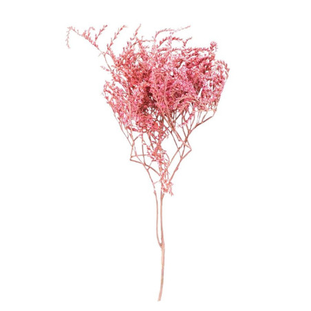 Botte de statice sinuata séchée Etta - Grossiste fleurs séchées