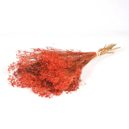 Broom bloom séché - Grossiste fleuriste