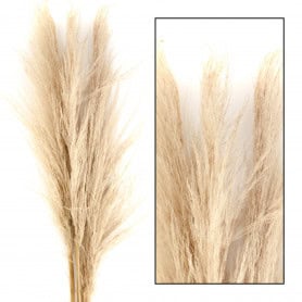 Herbe pampa naturelle 115cm - Zorn - Sechées - Grossiste