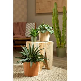 Cache pot - Contenant - Grossiste fleuriste - Fournisseur fleuriste - Renaud Distribution