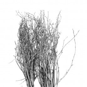 Branche de bouleaux couleur argent - Tinté - Décoration - Grossiste
