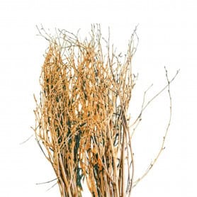 Branche de bouleaux couleur or - Tinté - Décoration - Grossiste