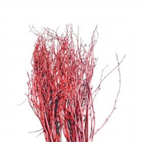 Branche de bouleaux couleur rouge - Tinté - Décoration - Grossiste