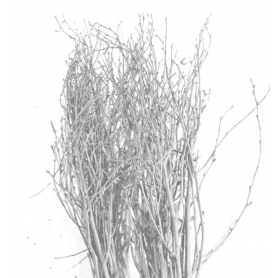 Branche de bouleaux couleur blanc - Tinté - Décoration - Grossiste