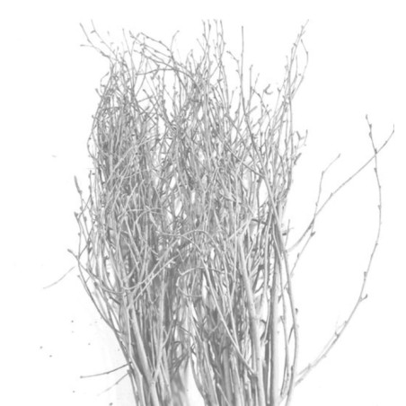 Branche de bouleaux couleur blanc - Tinté - Décoration - Grossiste