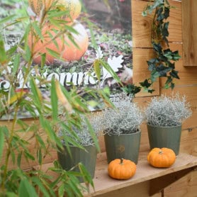 Cache pot - Contenant - Grossiste fleuriste - Fournisseur fleuriste - Renaud Distribution