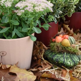 Cache-pot crème contenant céramique grossiste fleuriste